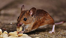 24 Hour & Emergency Exterminators in South Enola, PA